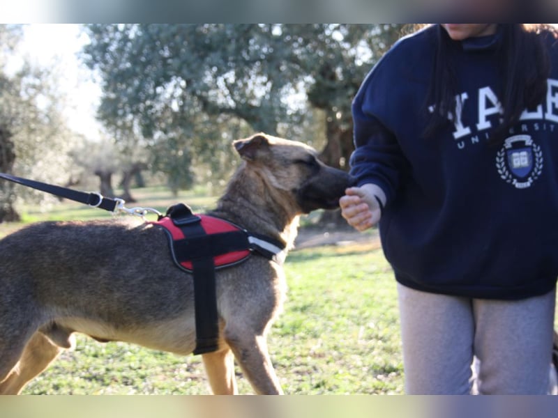 OTTO-tapferer Held,geht vorbildlich an der Leine, ehr lieb,folgsam wartet auf sein Für-immer-Zuhause
