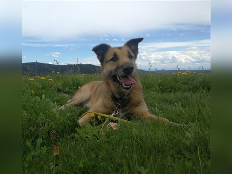 Perez – liebt Streicheleinheiten und wartet in 79837 St Blasienn auf dich