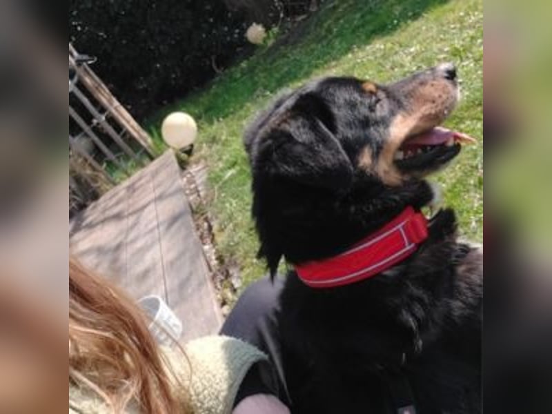 ROCKY– ruhiger Begleiter mit großem Herzen sucht sein Für-immer-Zuhause