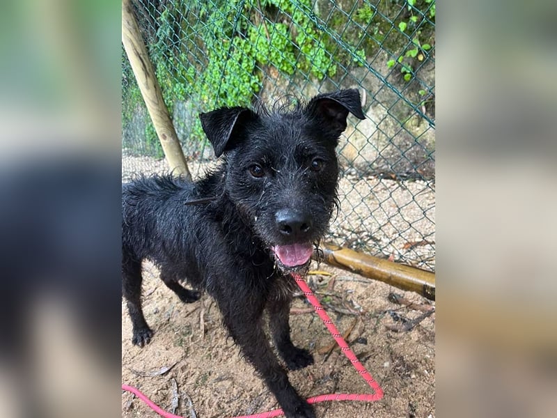 OSLO-warmherzig, anhänglich, liebenswert