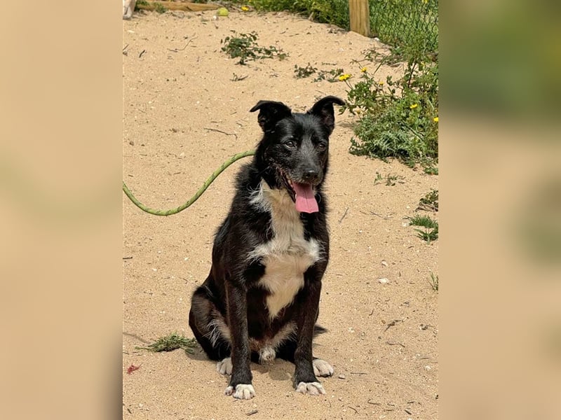 BRIGADEIRO-everybodys darling, liebenswert, freundlich, sehnt sich nach menschlicher Nähe