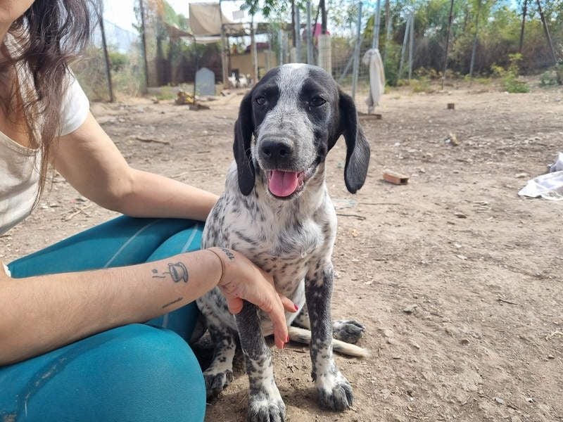 FLECHA-neugierig, sensibel, bewegungsfreudiges Mädchen sucht ihr liebevolles "Für-immer-Zuhause"