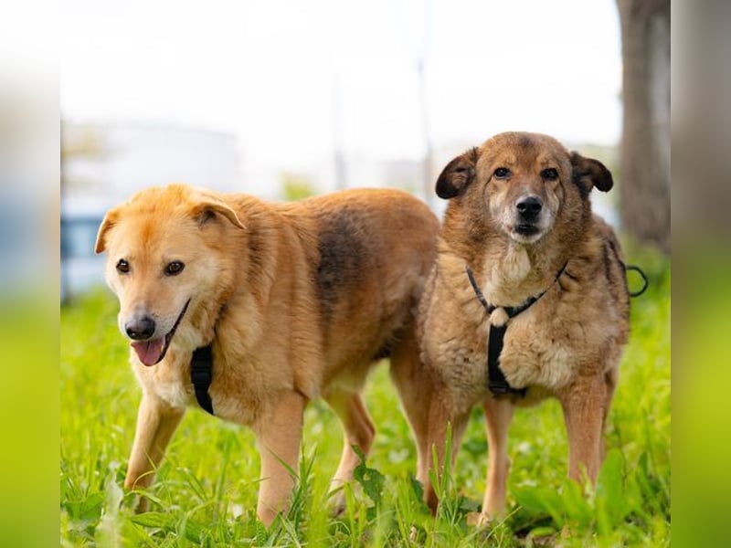 LORIEN - vorsichtiger Herzenshund sucht Menschen mit Geduld und Liebe