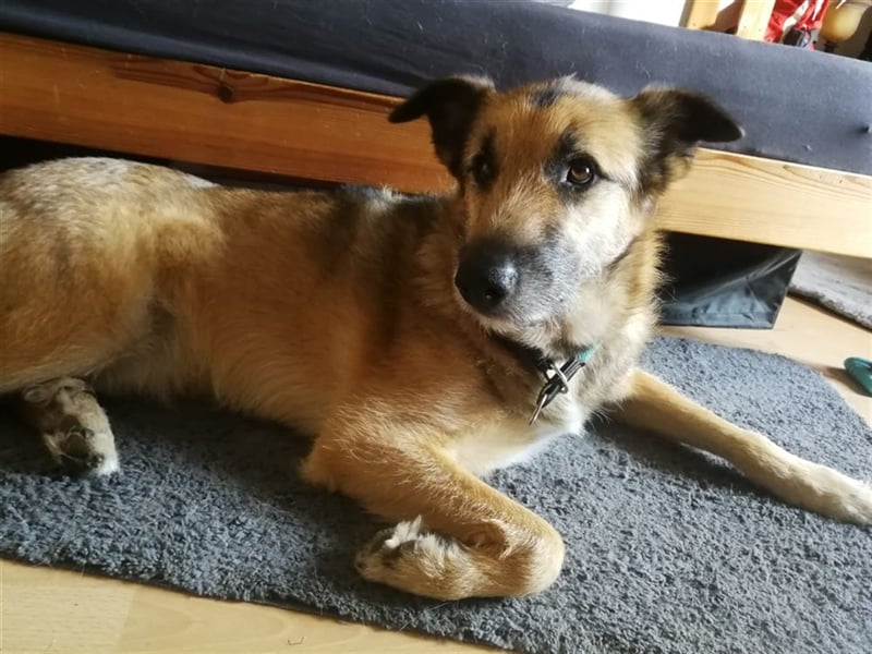 Perez – liebt Streicheleinheiten und wartet in 79837 St Blasienn auf dich