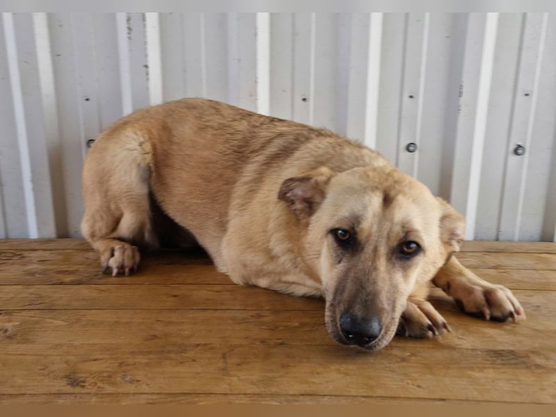 SASHA - unendlich liebes Hundemädchen wartet sehnsüchtig auf liebevolles Für-immer-Zuhause