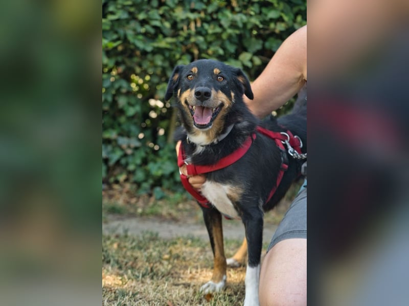 ROCKY– ruhiger Begleiter mit großem Herzen sucht sein Für-immer-Zuhause