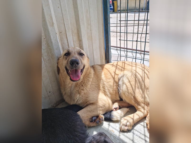 SASHA - unendlich liebes Hundemädchen wartet sehnsüchtig auf liebevolles Für-immer-Zuhause