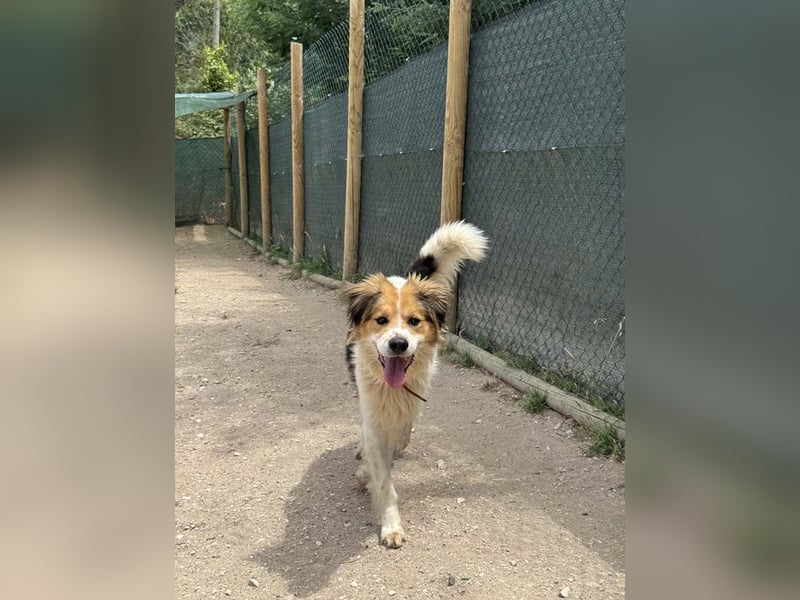 LOKI-fröhlicher, unkomplizierter Begleiter sucht sein liebevolles "Für-immer-Zuhause"