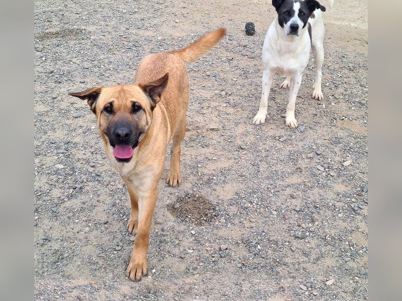 Zauberhafte GIGI-freundlich, höflich, ausgeglichen wartet auf ein schönes Zuhause