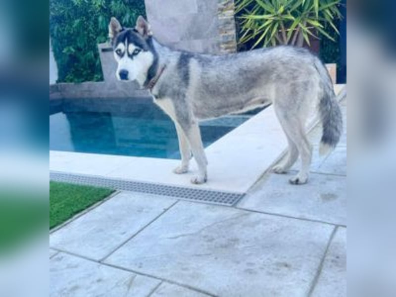 HELA-Sibirian Husky-Liebhaber und solche, die es werden wollen: aufgepasst!