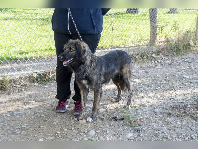 Wunderschöner ZEUS-sucht sehnsüchtig sein liebevolles Für-immer-Zuhause