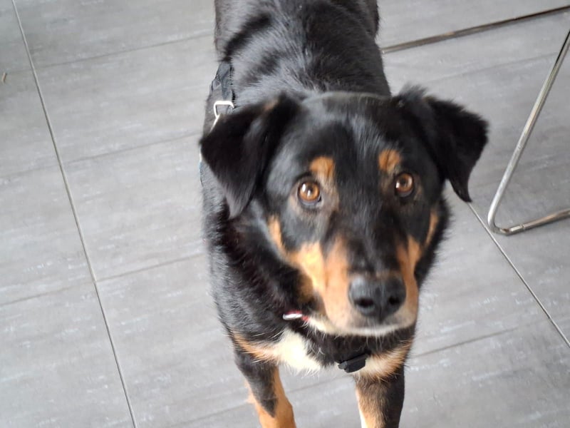ROCKY– ruhiger Begleiter mit großem Herzen sucht sein Für-immer-Zuhause