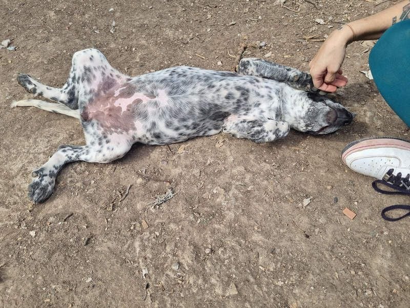 FLECHA-neugierig, sensibel, bewegungsfreudiges Mädchen sucht ihr liebevolles "Für-immer-Zuhause"