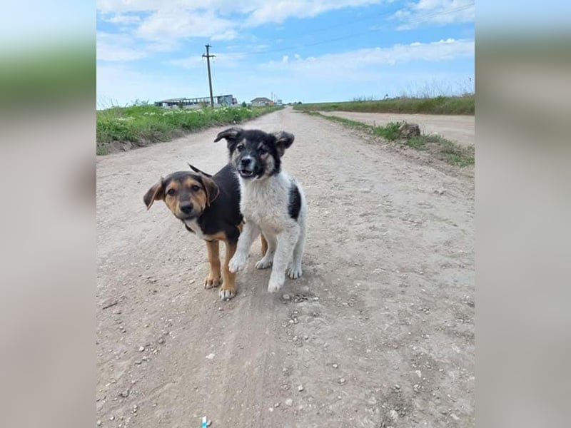 PLUTO- sanft, gesellig, freundlich, sehnt sich nach "seiner Für-immer-Familie"