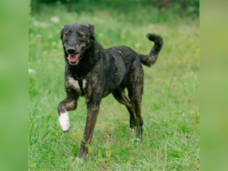 Concorde – fröhliches Hundemädchen