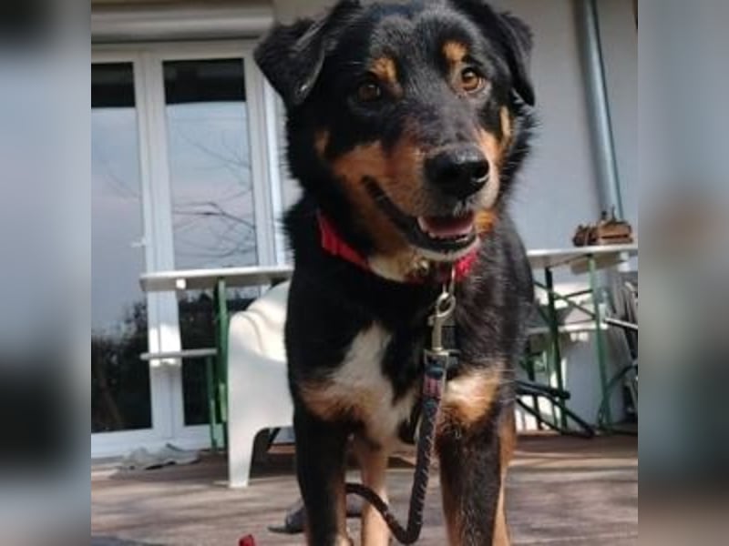 ROCKY– ruhiger Begleiter mit großem Herzen sucht sein Für-immer-Zuhause