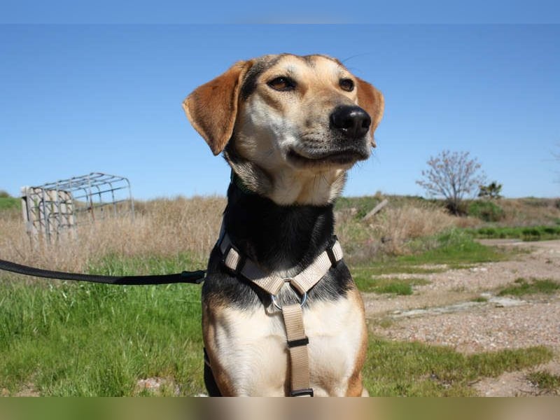 SOMBRA-lieb, sanftmütig, anhänglich und auf der Suche nach liebevoller Für-immer-Familie