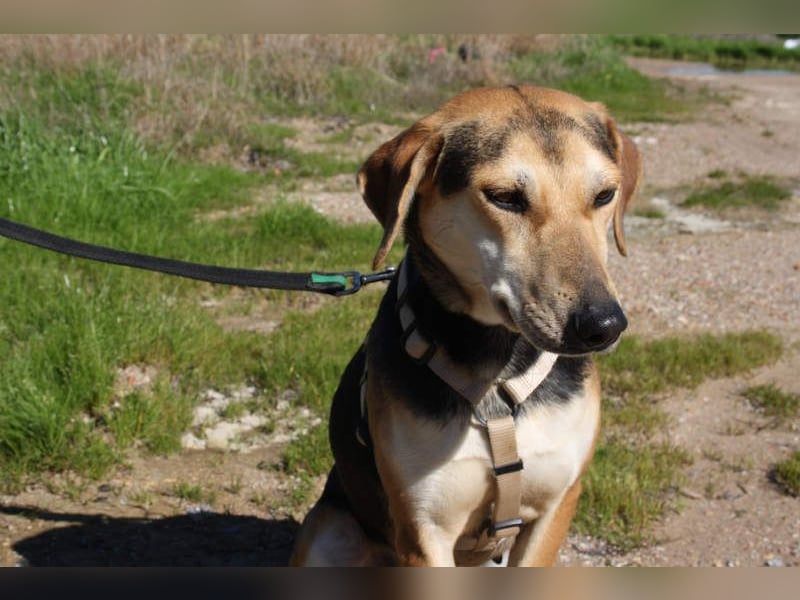 SOMBRA-lieb, sanftmütig, anhänglich und auf der Suche nach liebevoller Für-immer-Familie