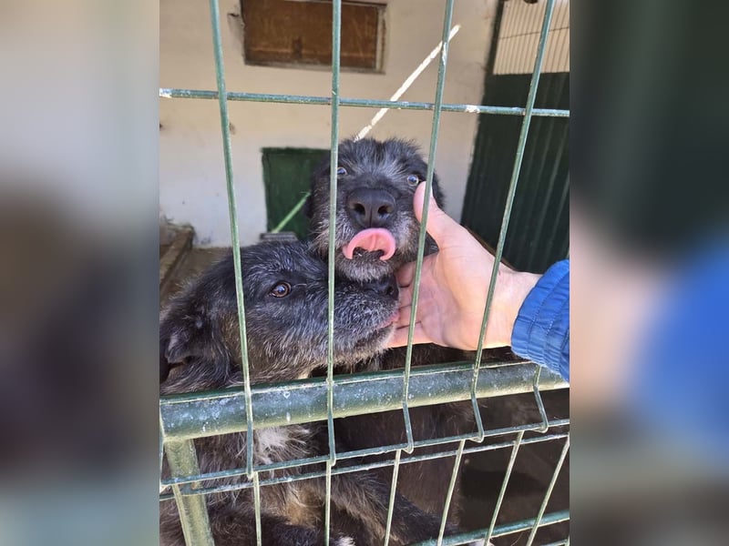 LUKE -neugieriger Herzensbub mit wachem Blick sucht liebevolles Zuhause