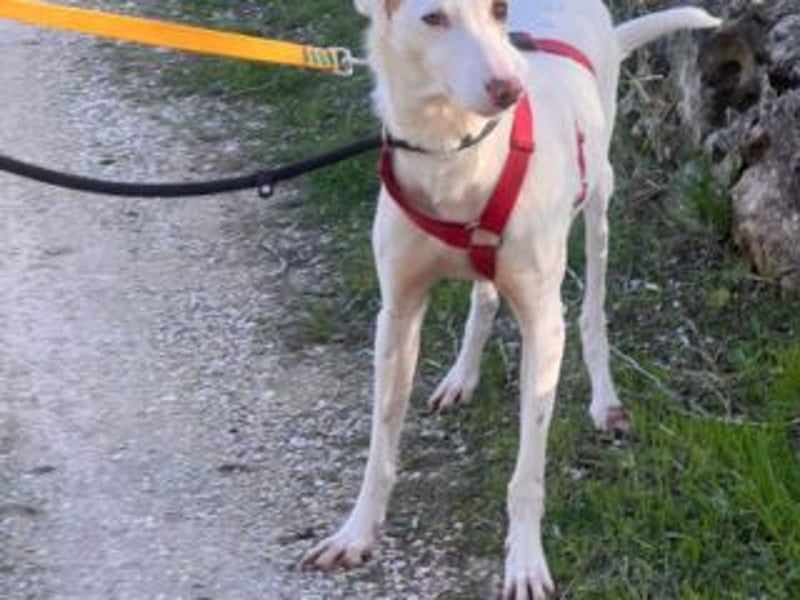 ALONSO-unglaublich liebevoller und sanfter Hund