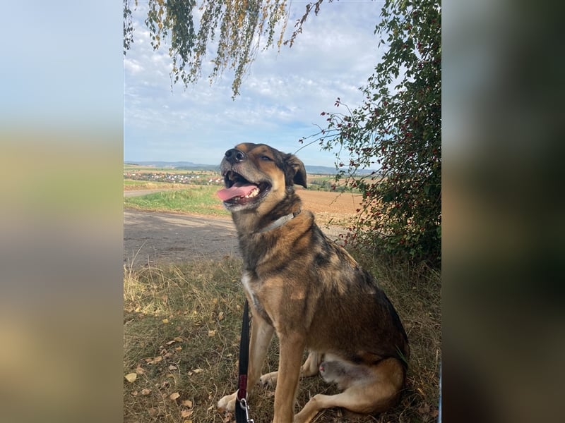 RISCO- wartet in 37115 Nesselröden (Nähe Göttingen)