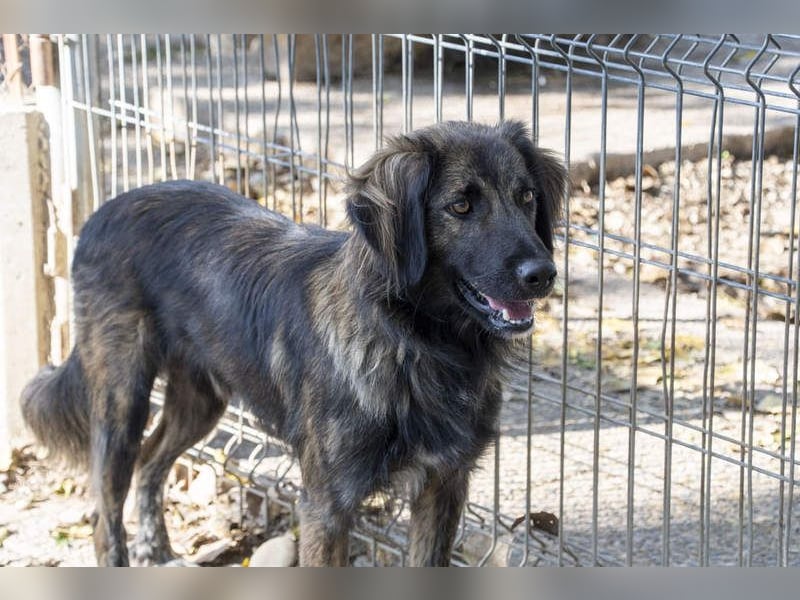 Wunderschöner ZEUS-sucht sehnsüchtig sein liebevolles Für-immer-Zuhause