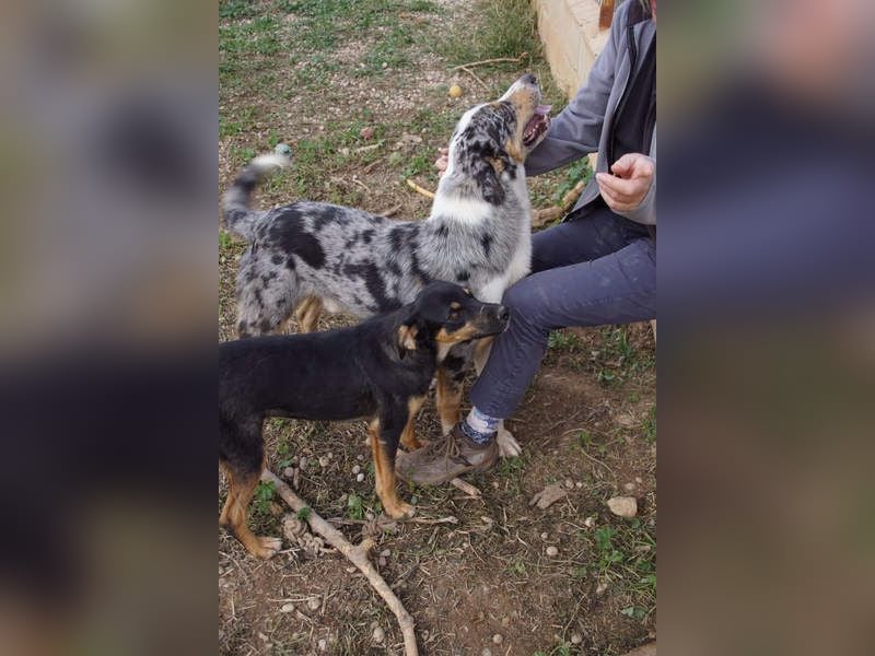 MERLI-ein Schatz auf 4 Pfoten, sozial sucht sein liebevolles Für-immer-Zuhause