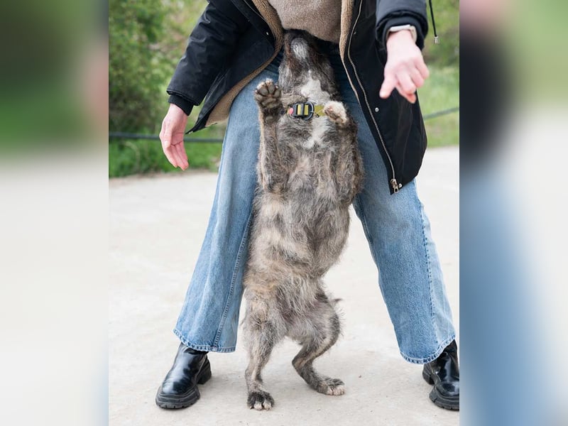 TIARA-sonniges Gemüt, treue, anhängliche Hündin