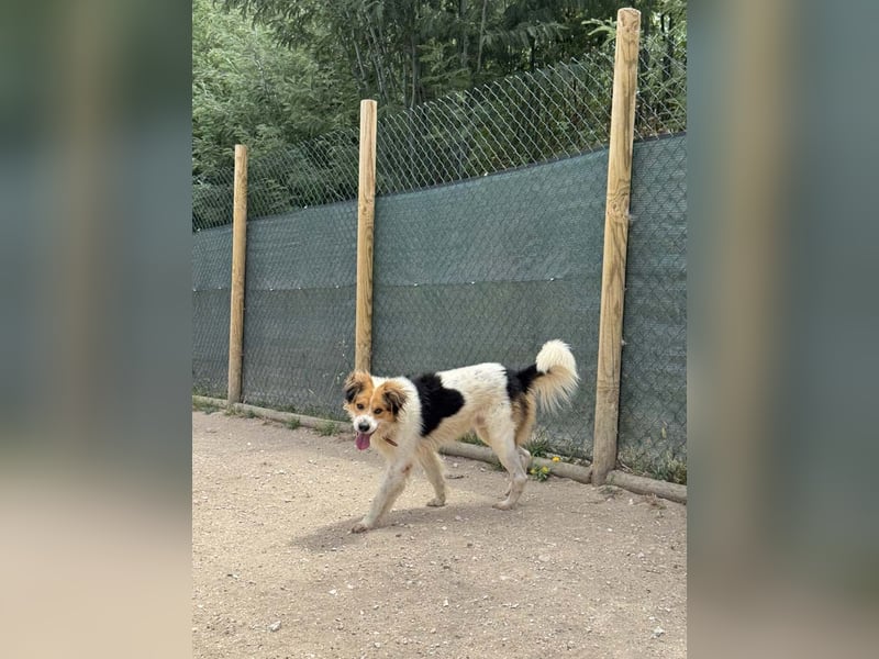 LOKI-fröhlicher, unkomplizierter Begleiter sucht sein liebevolles "Für-immer-Zuhause"
