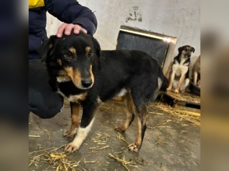 ROCKY– ruhiger Begleiter mit großem Herzen sucht sein Für-immer-Zuhause