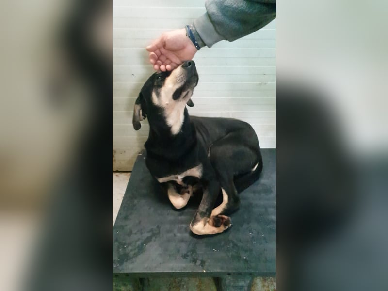 REX- sucht sehnsüchtig ruhigen Ort, ein bequemes Körbchen um entspannt zu dösen.