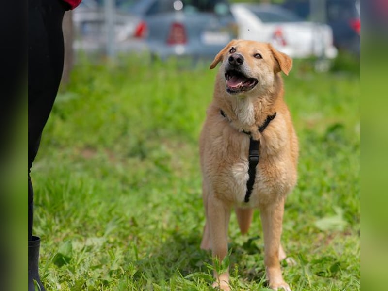 LORIEN - vorsichtiger Herzenshund sucht Menschen mit Geduld und Liebe