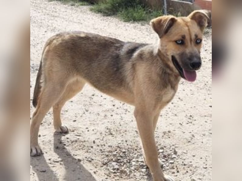 SAMIRA-zarte Schmusehündin sucht liebevolles Zuhause