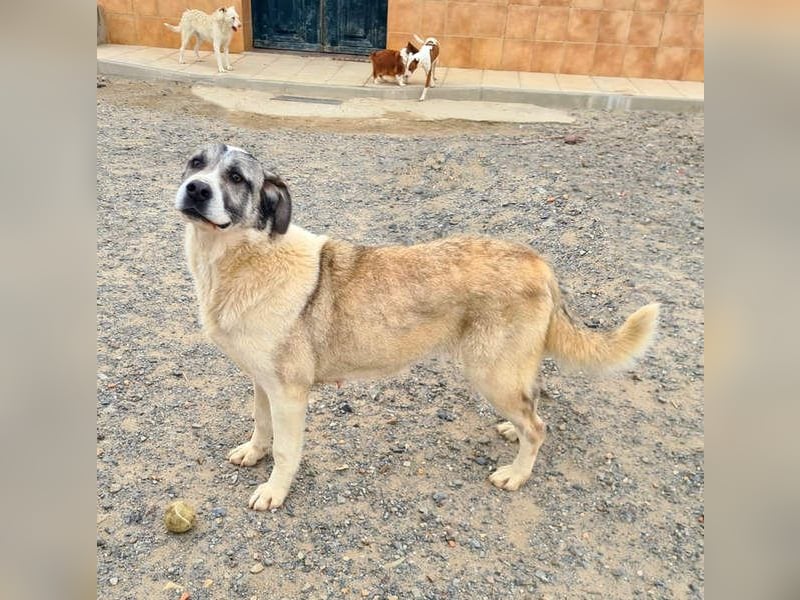 Wundervolle CELESTE-sanft, sozial, menschenbezogen, voller Liebe wartet sie auf ein schönes  Zuhause