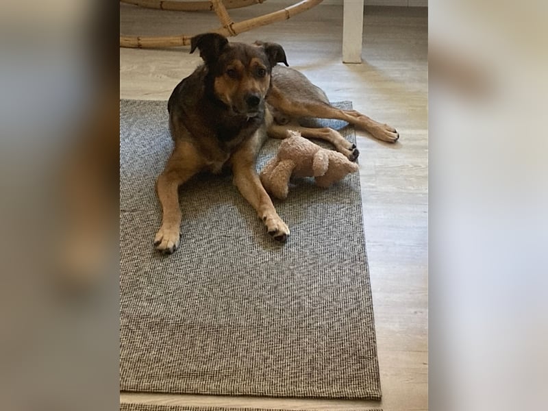 RISCO- wartet in 37115 Nesselröden (Nähe Göttingen)