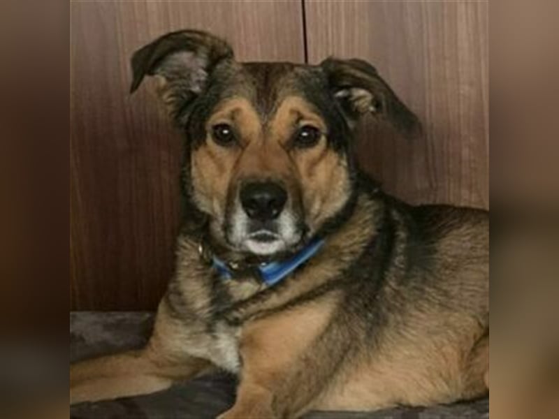 RISCO- wartet in 37115 Nesselröden (Nähe Göttingen)