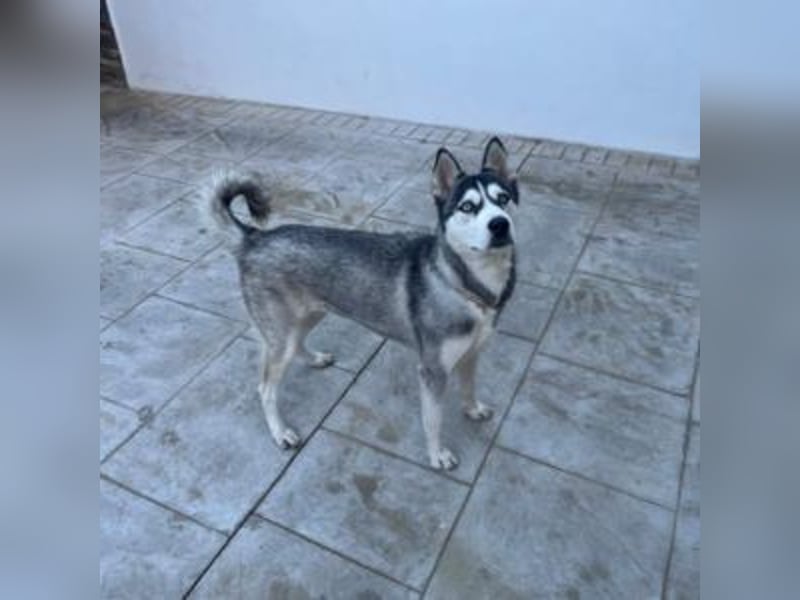 HELA-Sibirian Husky-Liebhaber und solche, die es werden wollen: aufgepasst!