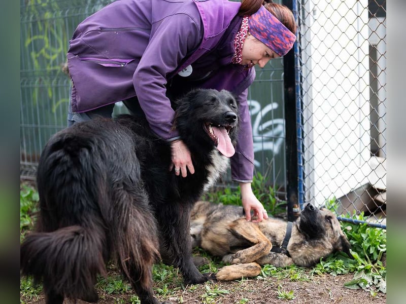 MULAN-liebe, freundliche, ruhige und ausgeglichene Hündin