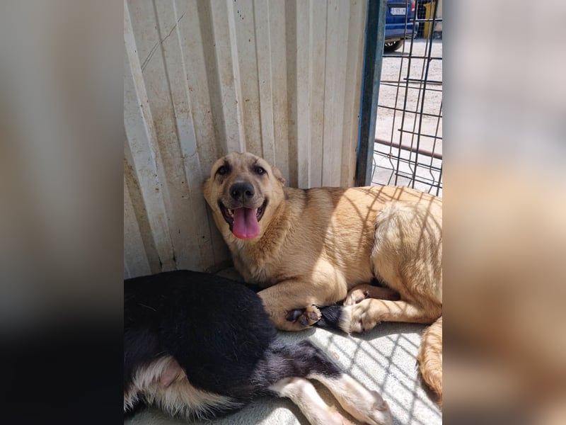 SASHA - unendlich liebes Hundemädchen wartet sehnsüchtig auf liebevolles Für-immer-Zuhause