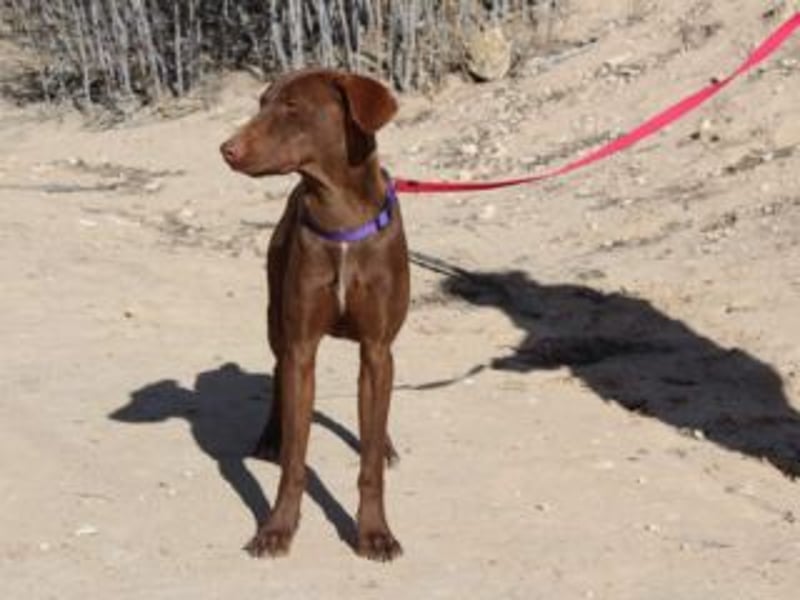 NANDO-kleiner Braco-Charmeur mit großem Herz sucht sein Zuhause