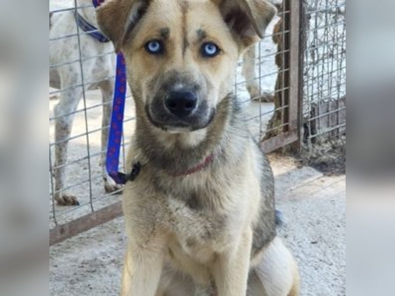 SAMIRA-zarte Schmusehündin sucht liebevolles Zuhause