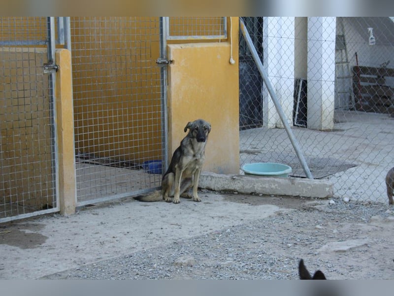 MULAN-sucht ein Zuhause mit sehr geduldigen und einfühlsamen Menschen