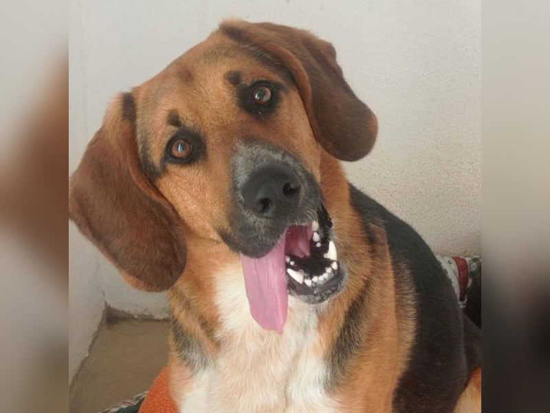 LUCHO-will schnellstmöglich das Tierheim verlassen und sucht seine liebevolle Für-immer-Familie