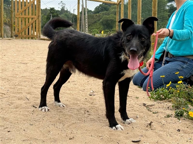 BRIGADEIRO-everybodys darling, liebenswert, freundlich, sehnt sich nach menschlicher Nähe