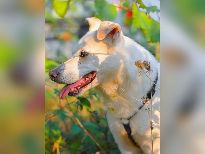 SNOW-WHITE - zart Seele hat ihr Herz geöffnet und ist bereit für ihre liebevolle Familie