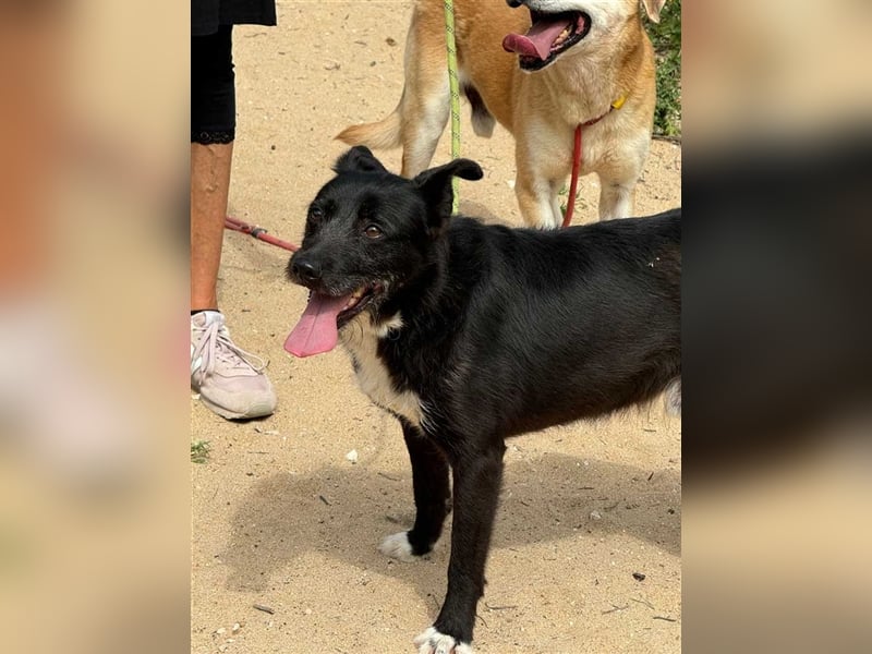 BRIGADEIRO-everybodys darling, liebenswert, freundlich, sehnt sich nach menschlicher Nähe