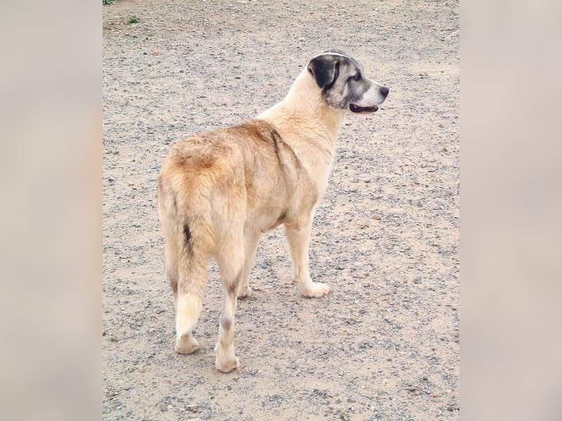 Wundervolle CELESTE-sanft, sozial, menschenbezogen, voller Liebe wartet sie auf ein schönes  Zuhause