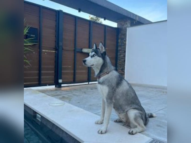 HELA-Sibirian Husky-Liebhaber und solche, die es werden wollen: aufgepasst!