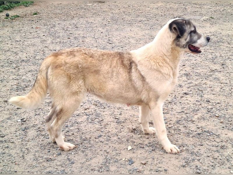 Wundervolle CELESTE-sanft, sozial, menschenbezogen, voller Liebe wartet sie auf ein schönes  Zuhause