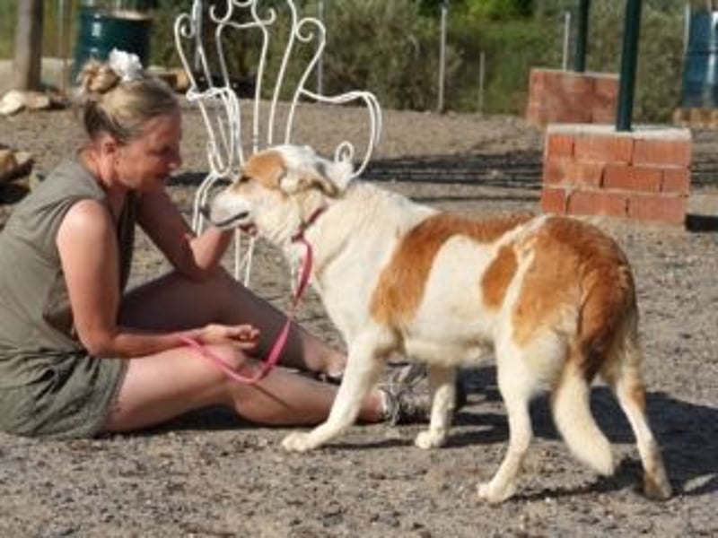 Seelenhündin INDILA-liebe,herzensgute Hündin die ihre Menschen mit Sicherheit glücklich machen wird.